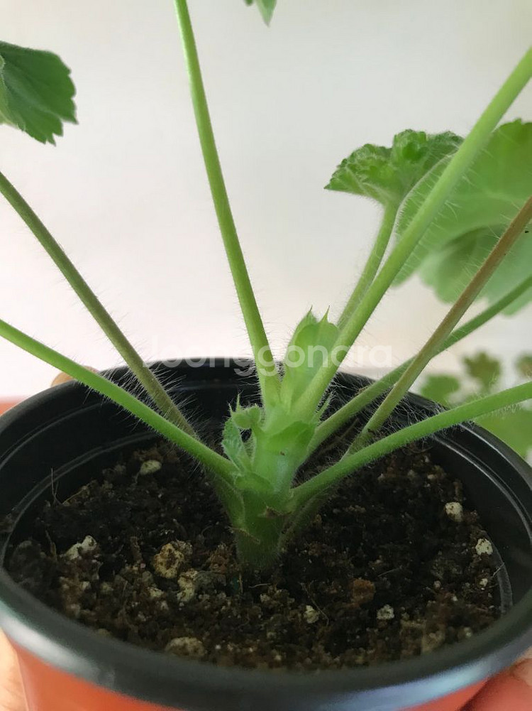 심플로렌시아 ess게이샤 러시아 제라늄--3