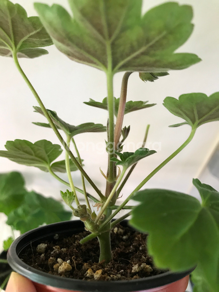 심플로렌시아 ess게이샤 러시아 제라늄--5