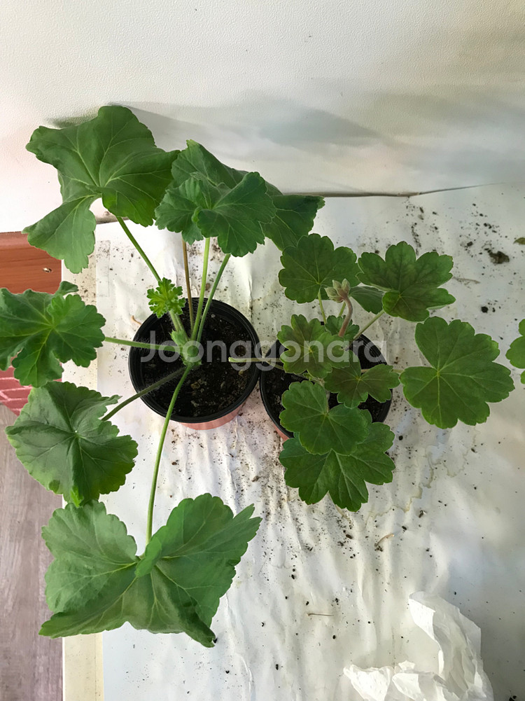 심플로렌시아 ess게이샤 러시아 제라늄--6