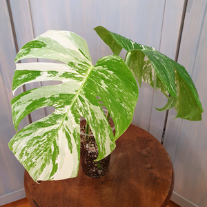 #탑2장 #잎31cm ~ 몬스테라 알보 바리에가타