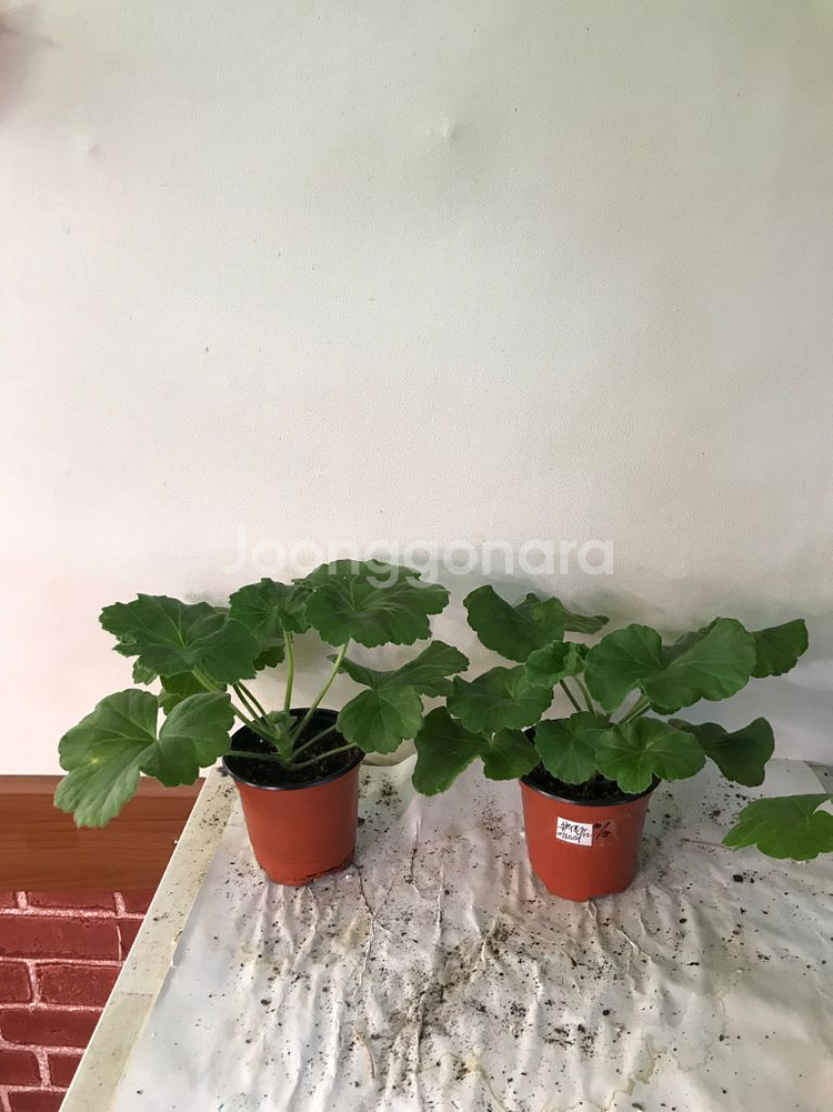 이사도라던컨 뷰티풀에스더 러시아 제라늄--0