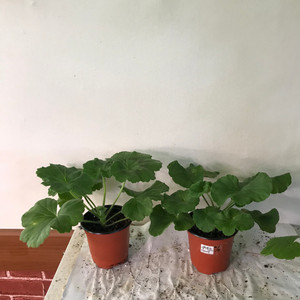 이사도라던컨 뷰티풀에스더 러시아 제라늄