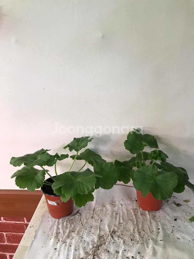 이사도라던컨 뷰티풀에스더 러시아 제라늄--1