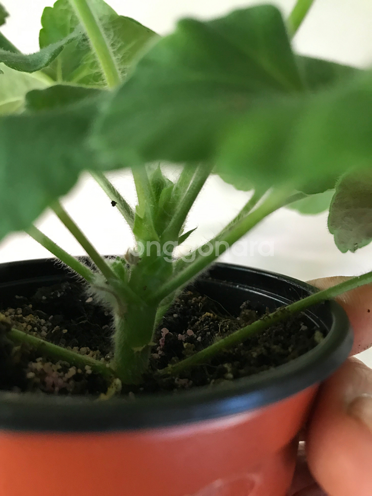 이사도라던컨 뷰티풀에스더 러시아 제라늄--3