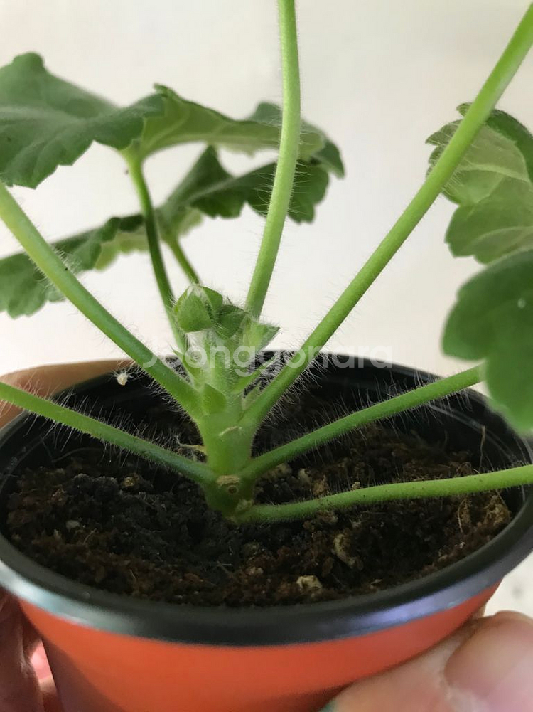 이사도라던컨 뷰티풀에스더 러시아 제라늄--2