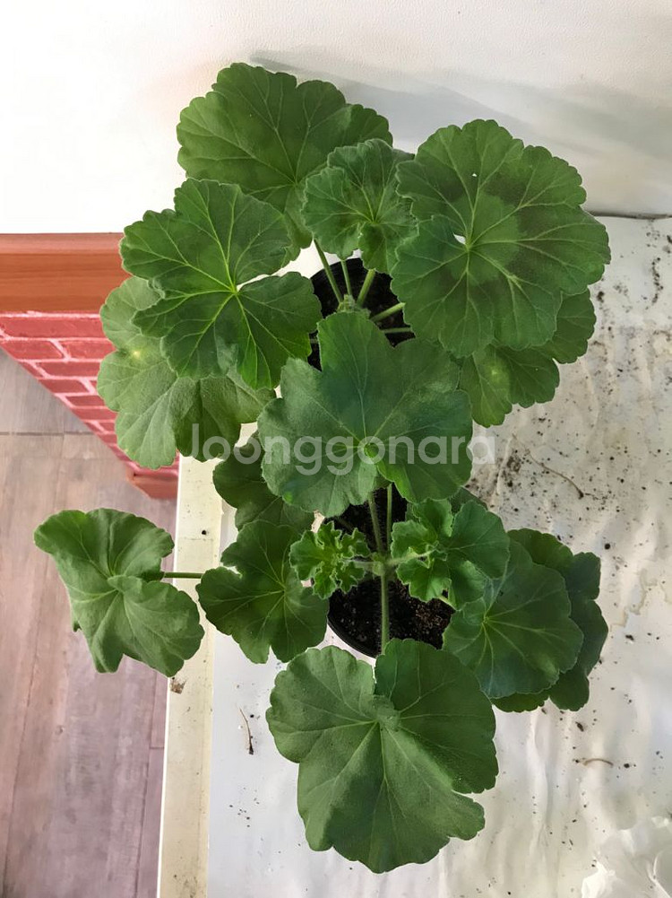 이사도라던컨 뷰티풀에스더 러시아 제라늄--4