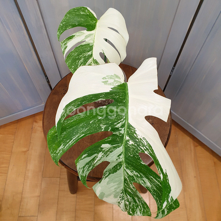 #탑2장 #잎31cm ~ 몬스테라 알보 바리에가타--0