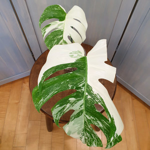 #탑2장 #잎31cm ~ 몬스테라 알보 바리에가타