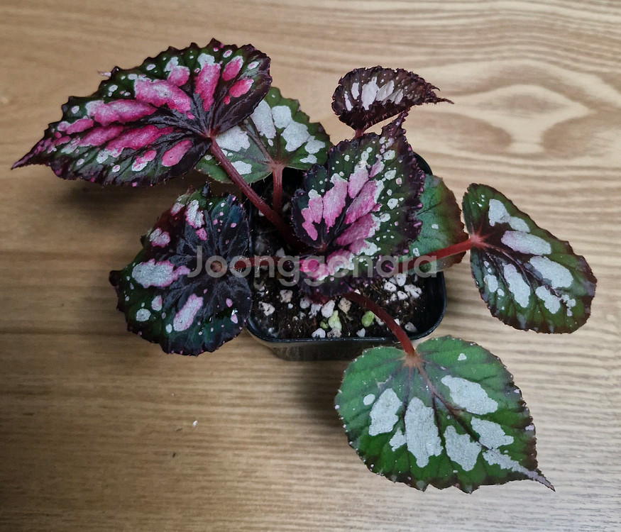 베고니아 홀리데이--1