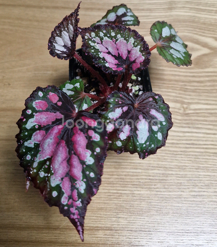 베고니아 홀리데이--0