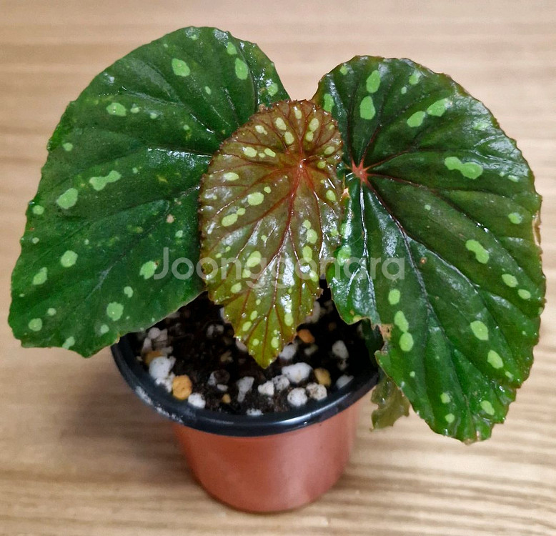 베고니아 그린아트리챠--0