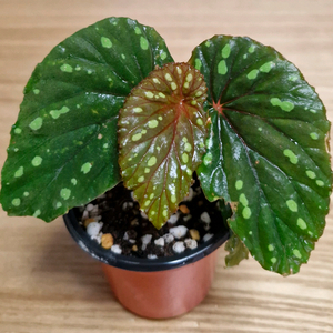 베고니아 그린아트리챠