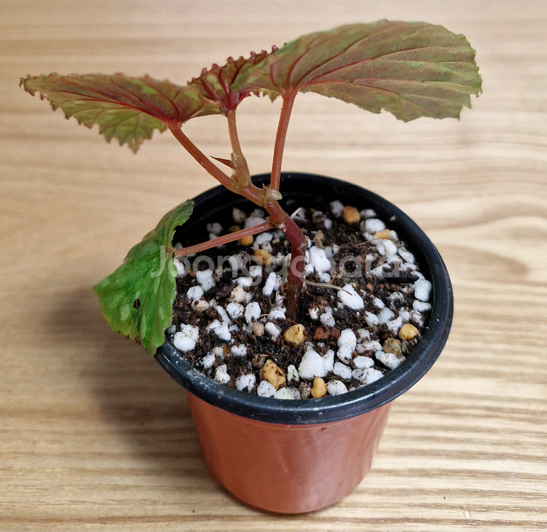 베고니아 그린아트리챠--1