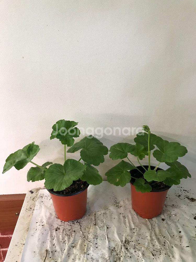 유지스페르세이 별빛슈가캔디 러시아 제라늄--0