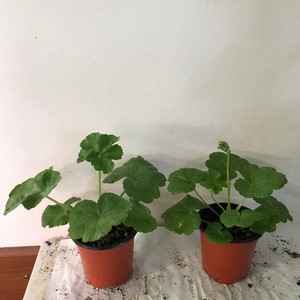 유지스페르세이 별빛슈가캔디 러시아 제라늄