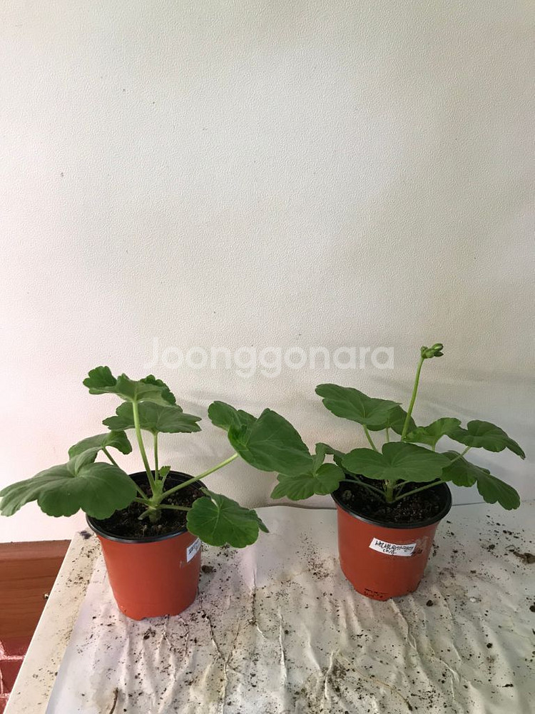 유지스페르세이 별빛슈가캔디 러시아 제라늄--1