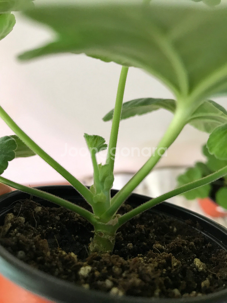 유지스페르세이 별빛슈가캔디 러시아 제라늄--3