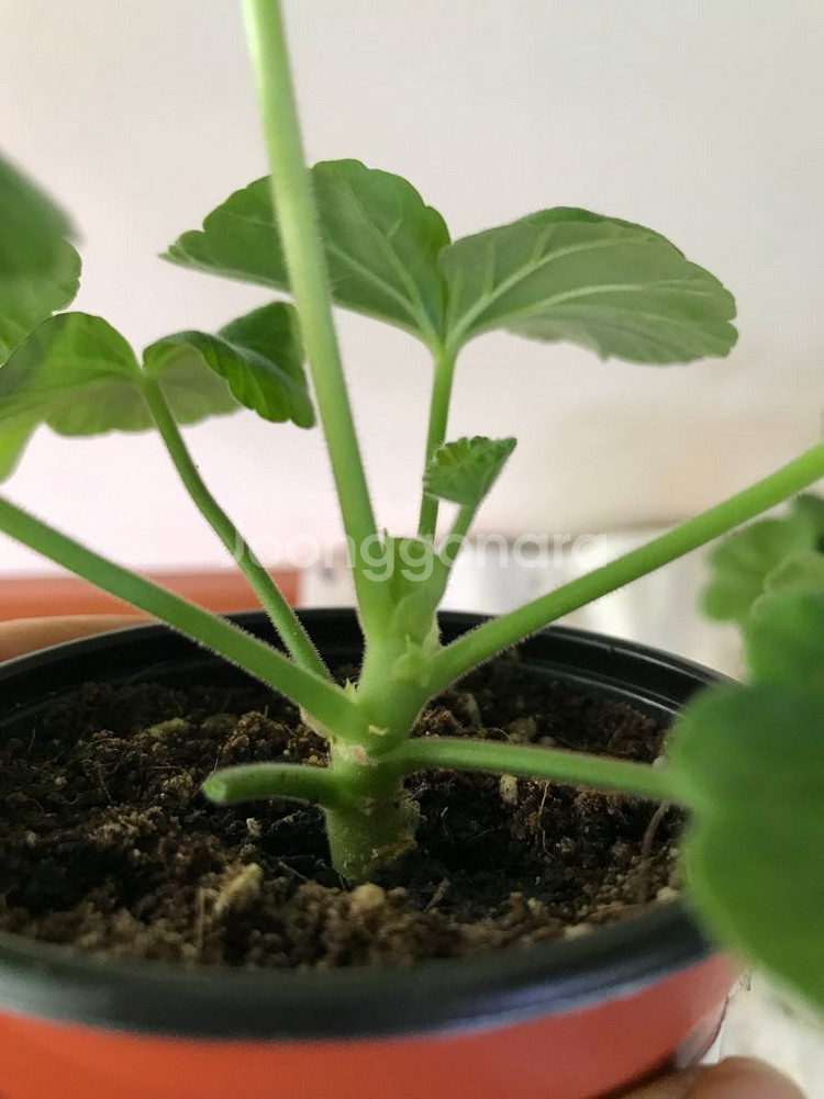 유지스페르세이 별빛슈가캔디 러시아 제라늄--2