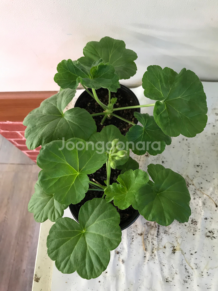 유지스페르세이 별빛슈가캔디 러시아 제라늄--5