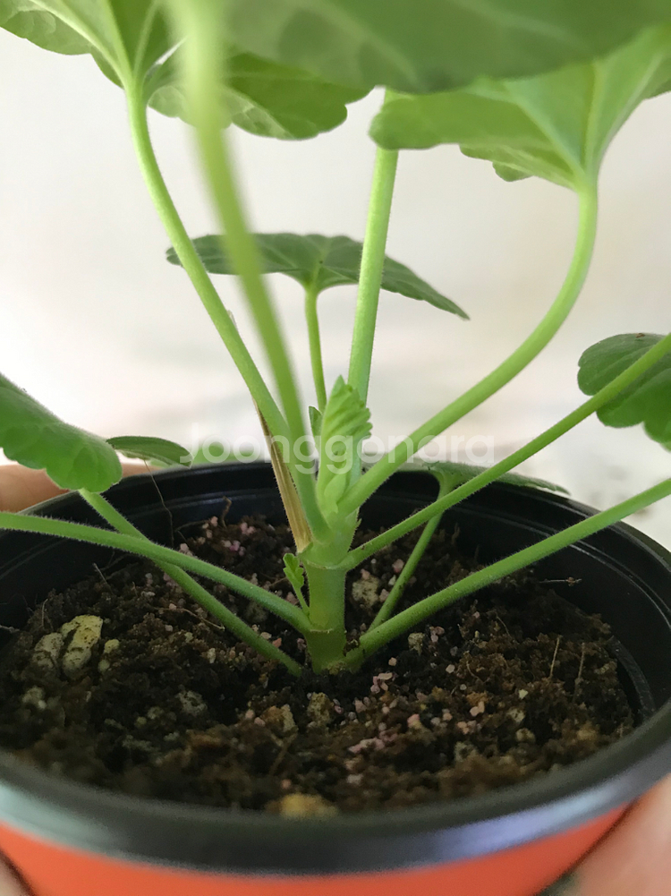 유지스페르세이 별빛슈가캔디 러시아 제라늄--4