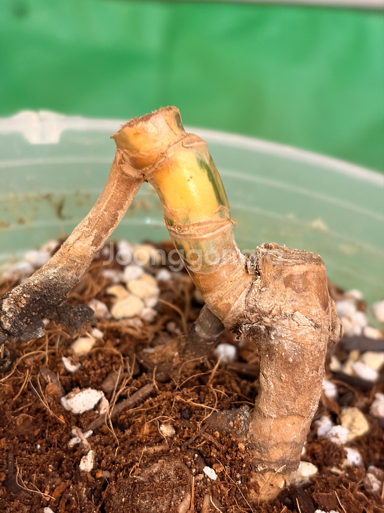 몬스테라 알보 바텀개체--2