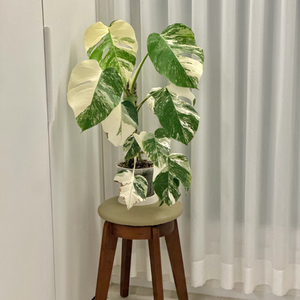 몬스테라 알보 바텀개체