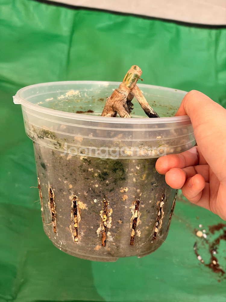 몬스테라 알보 바텀개체--4