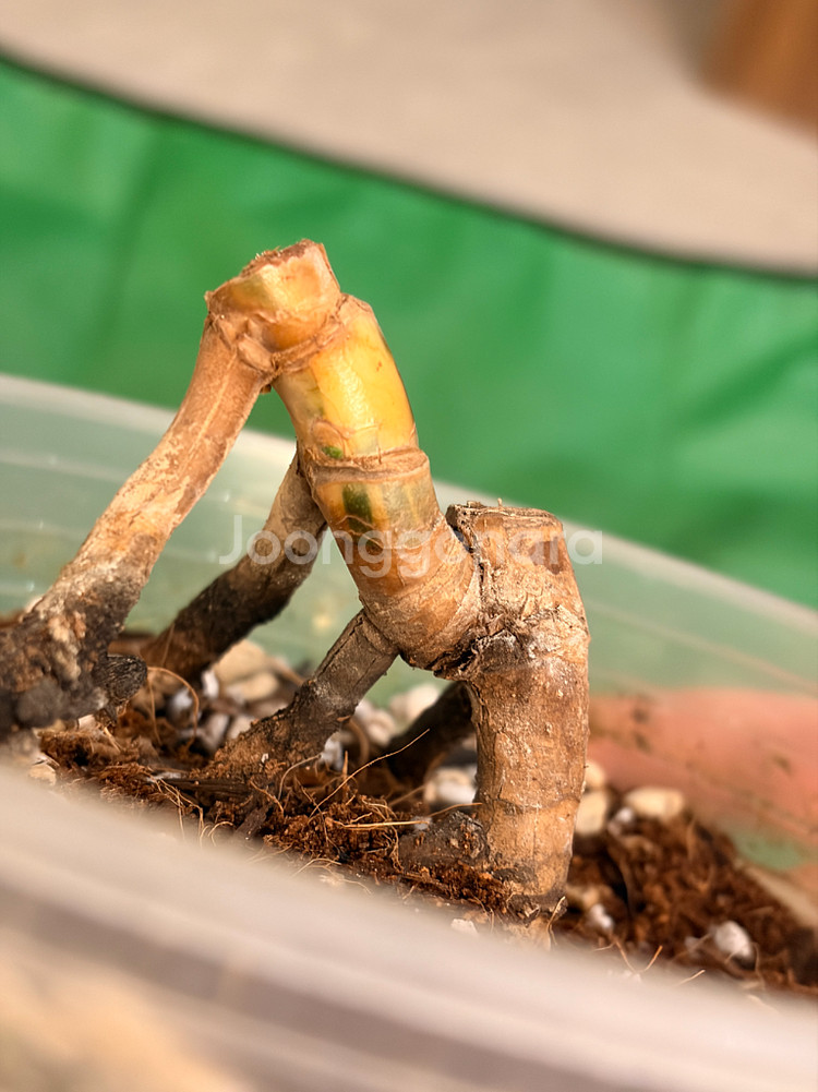 몬스테라 알보 바텀개체--3