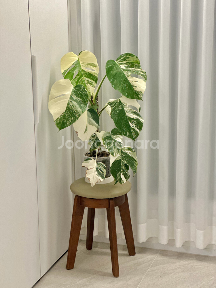 몬스테라 알보--0