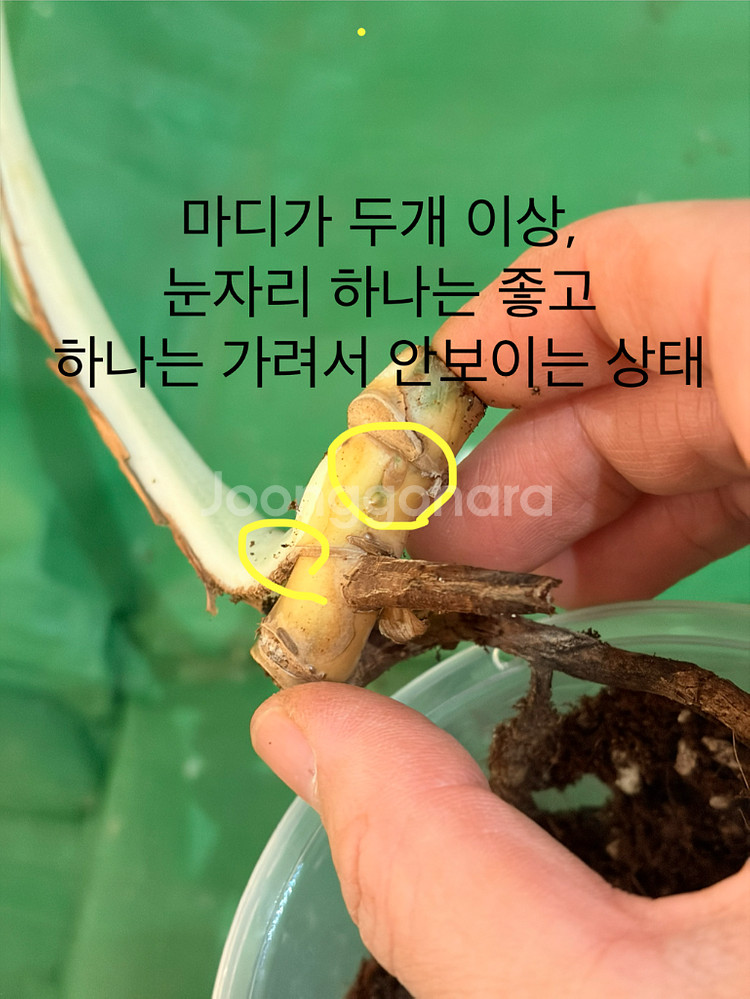 몬스테라 알보--2