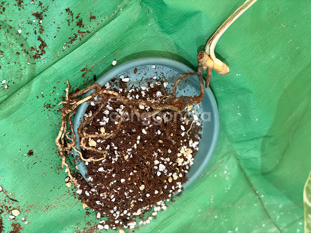 몬스테라 알보--3