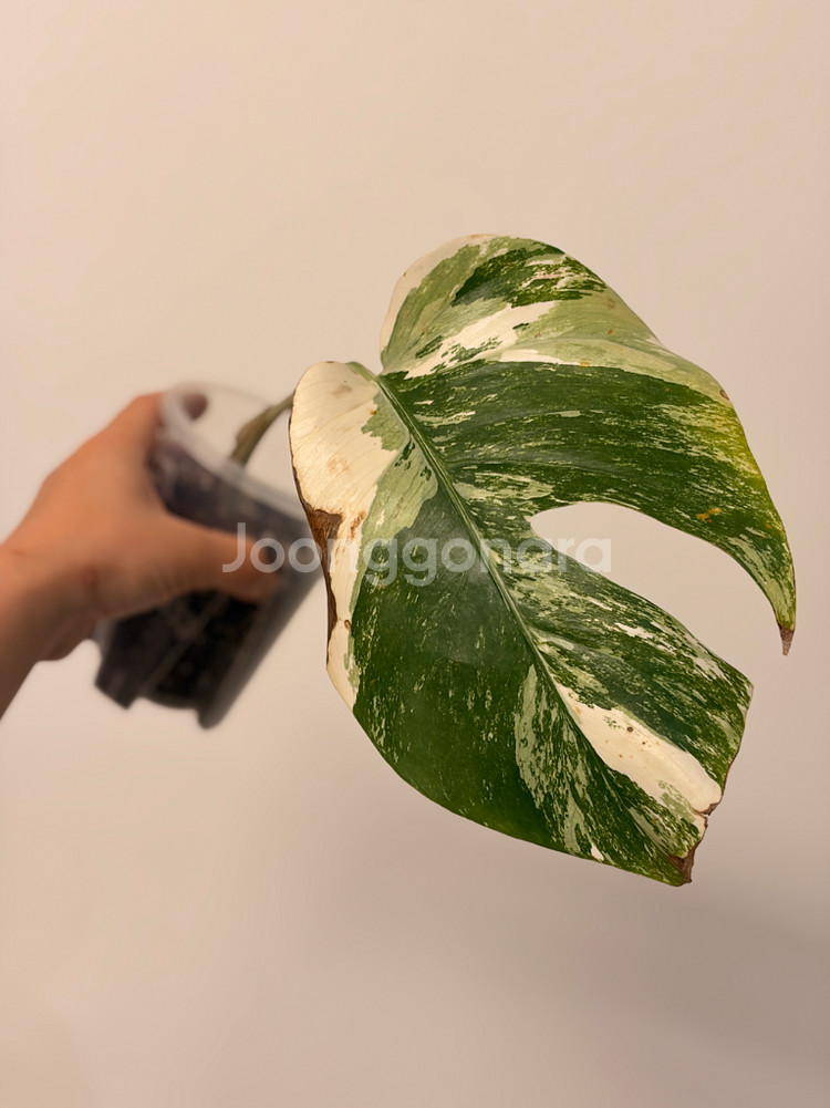 몬스테라 알보--1