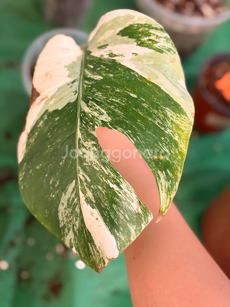 몬스테라 알보--4