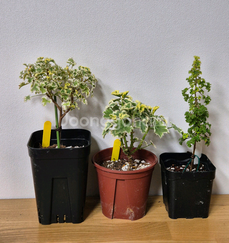 제라늄 3종 흰무늬크리스펌, 올드베리듀엣, 시스썬버스트--0