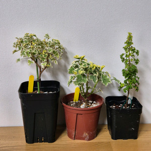 제라늄 3종 흰무늬크리스펌, 올드베리듀엣, 시스썬버스트