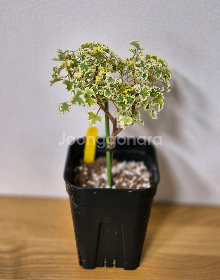 제라늄 3종 흰무늬크리스펌, 올드베리듀엣, 시스썬버스트--1