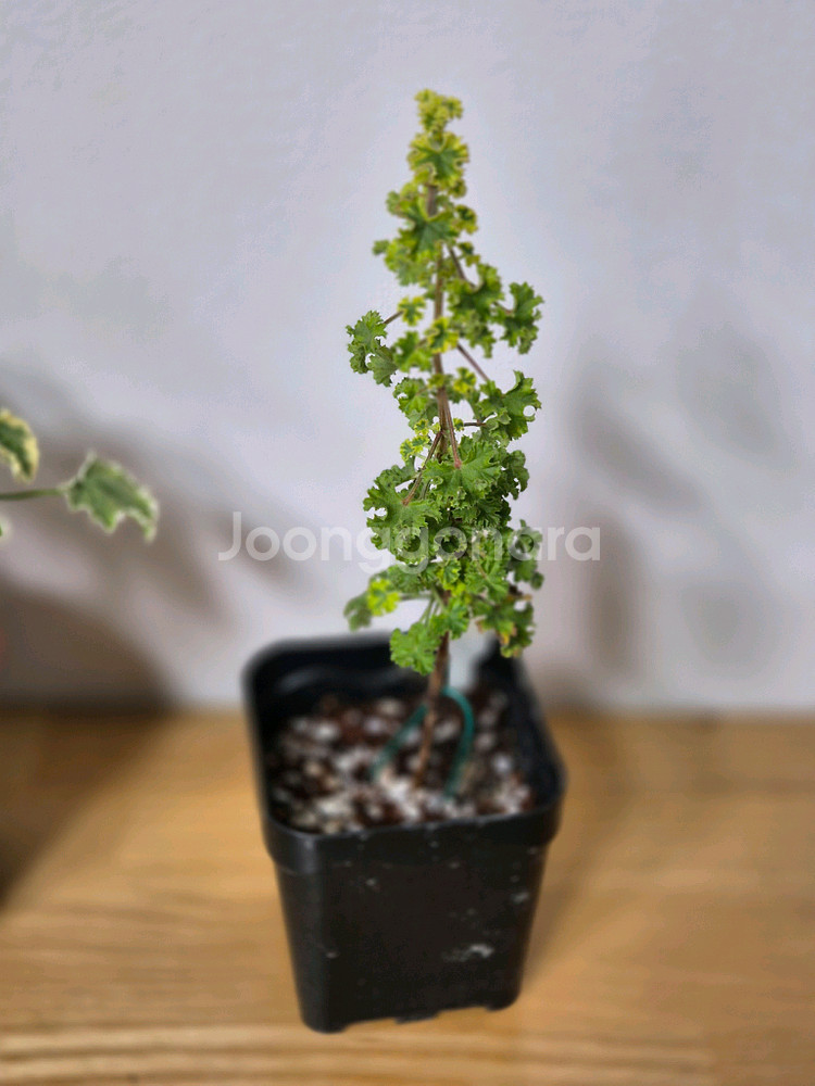 제라늄 3종 흰무늬크리스펌, 올드베리듀엣, 시스썬버스트--3