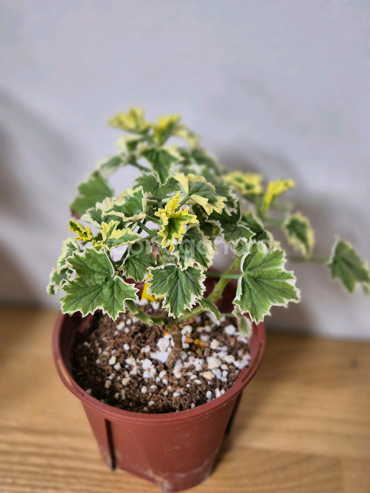 제라늄 3종 흰무늬크리스펌, 올드베리듀엣, 시스썬버스트--2