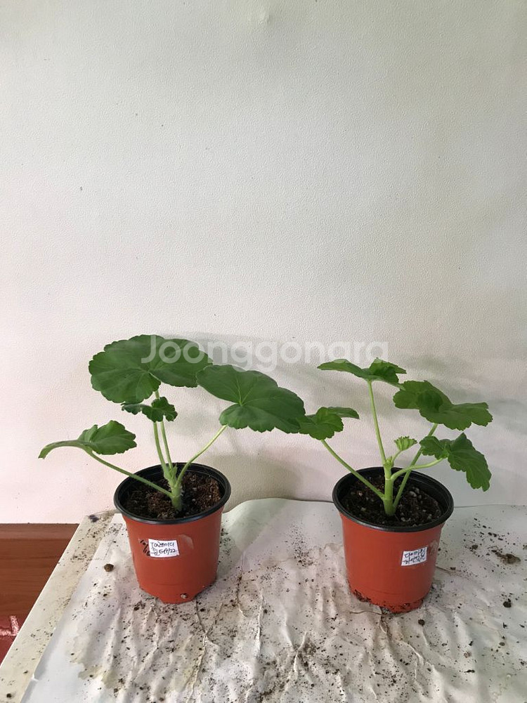 Ta레이디윈터 다이아하얀목련 러시아 제라늄--0