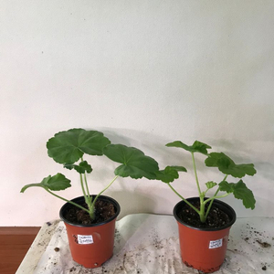 Ta레이디윈터 다이아하얀목련 러시아 제라늄