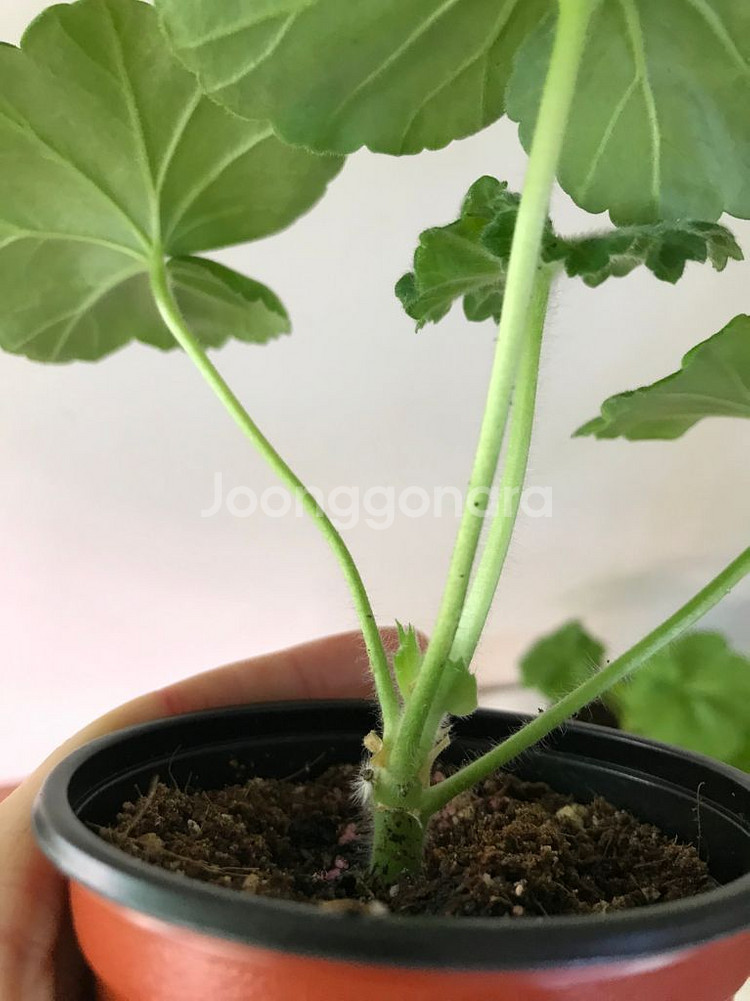 Ta레이디윈터 다이아하얀목련 러시아 제라늄--3