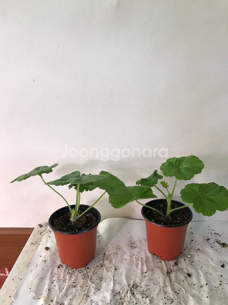 Ta레이디윈터 다이아하얀목련 러시아 제라늄--1