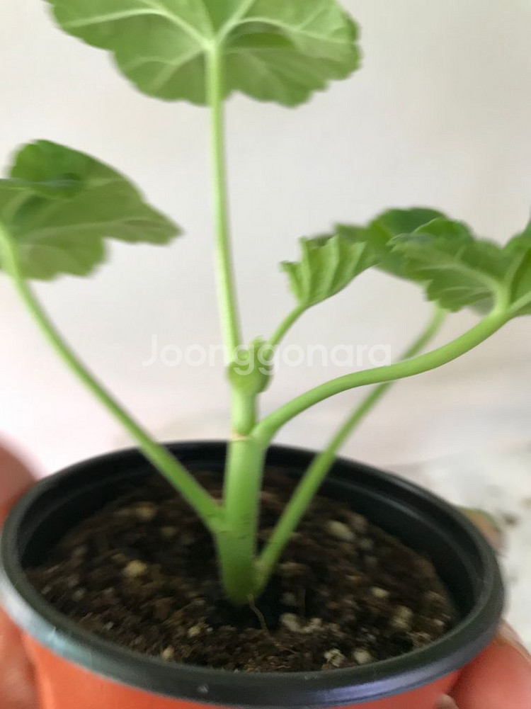 Ta레이디윈터 다이아하얀목련 러시아 제라늄--4