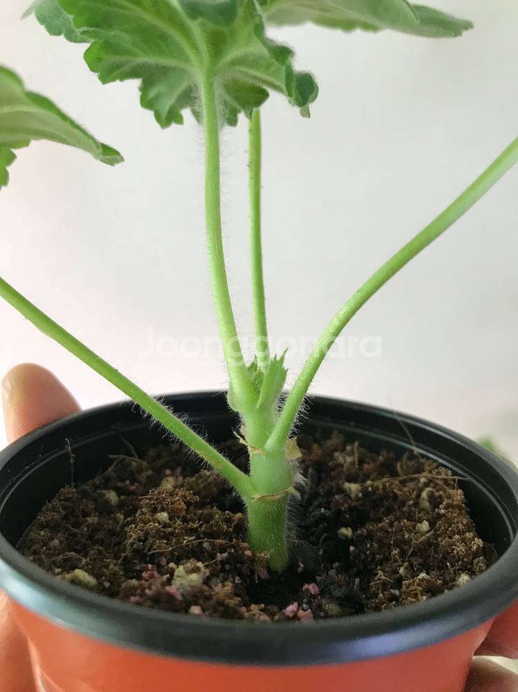 Ta레이디윈터 다이아하얀목련 러시아 제라늄--2