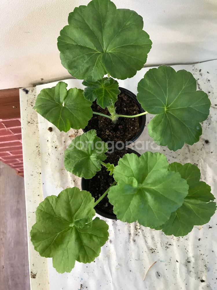 Ta레이디윈터 다이아하얀목련 러시아 제라늄--5