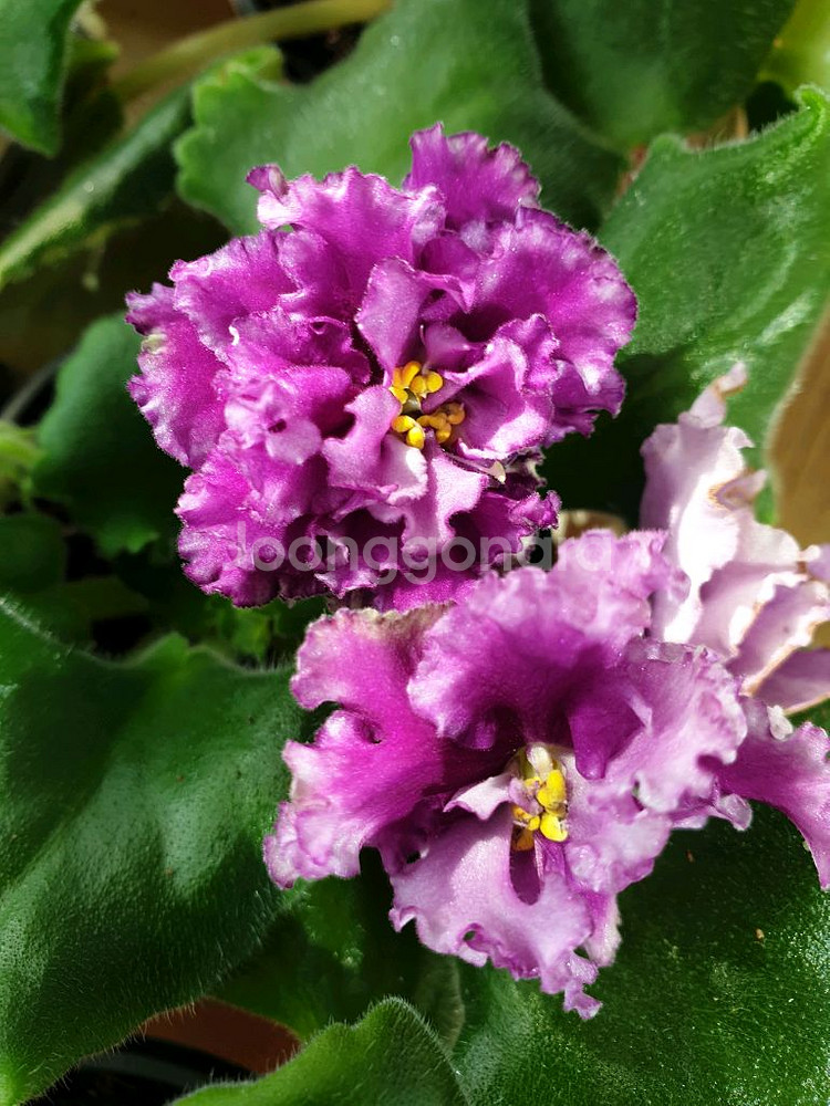 러시아 바이올렛 6종--1