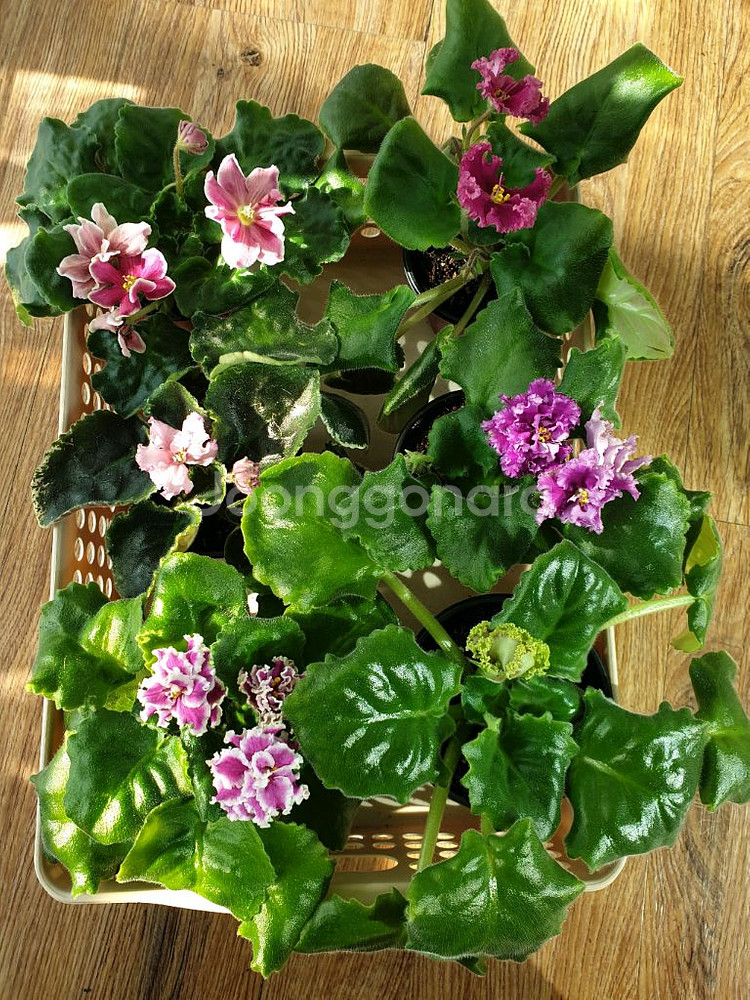 러시아 바이올렛 6종--0