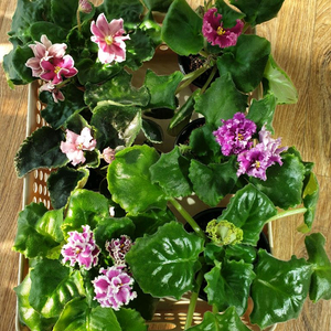 러시아 바이올렛 6종