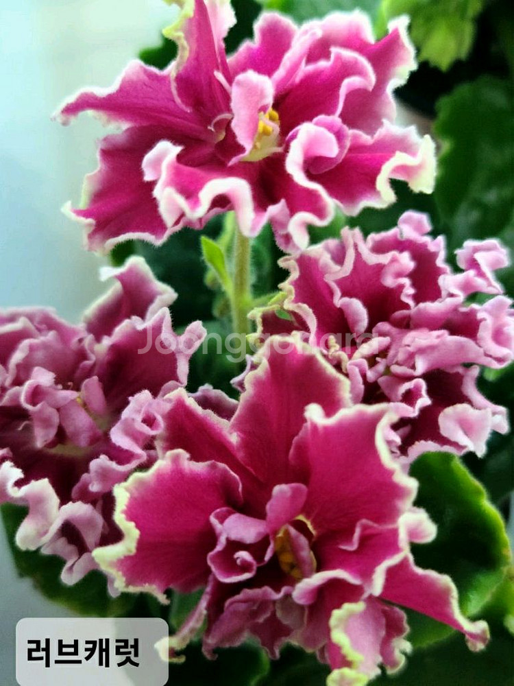 러시아 바이올렛 6종--4