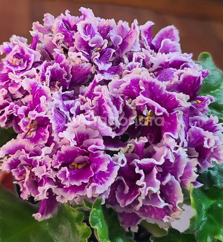 러시아 바이올렛 6종--3